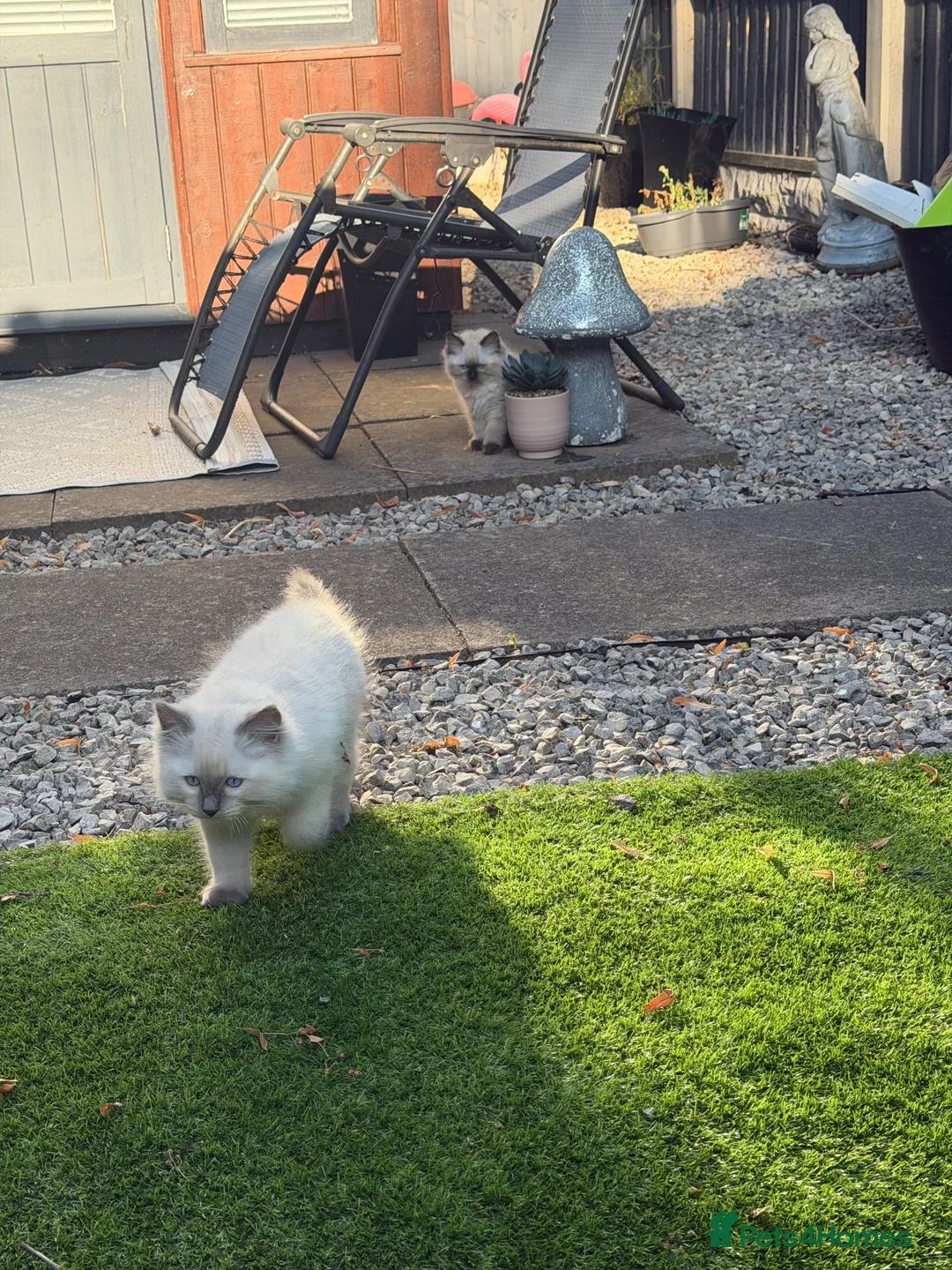 Ragdoll cats for sale: X2 Ragdoll Kittens  - Advert 1