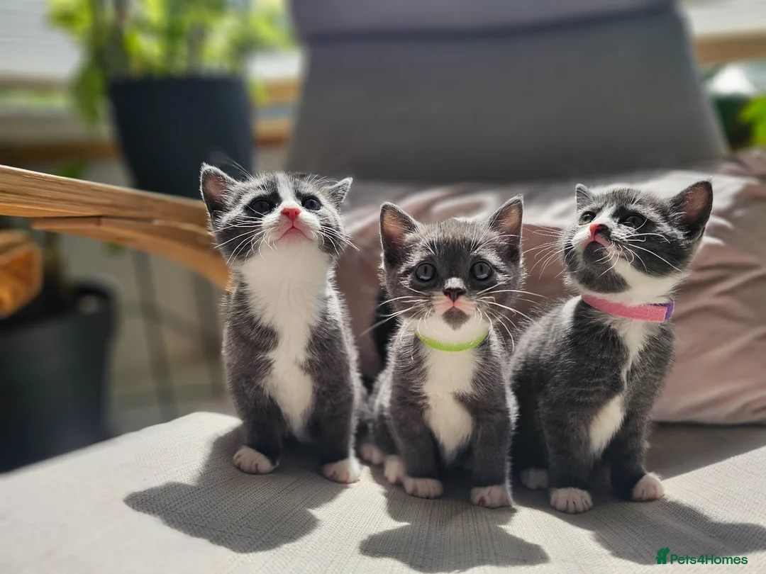 Russian Blue cats for sale: Russian Blue crossed with British Short Hair - Advert 2