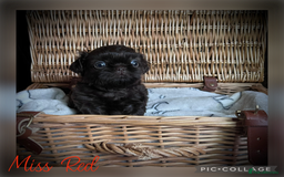Shih Tzu dogs for sale: Stunning KC chocolate imperial Shihtzu puppies - Image 20
