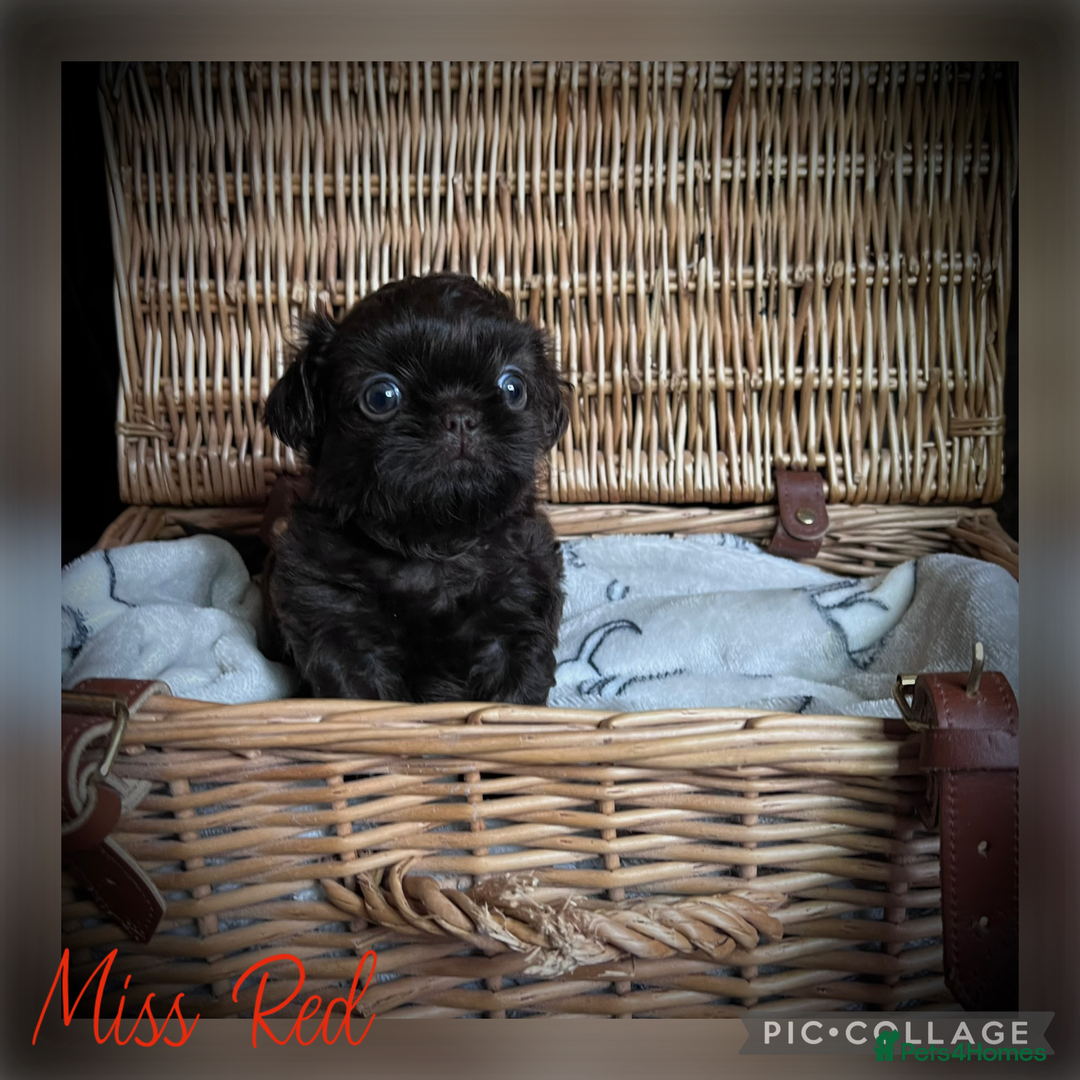 Shih Tzu dogs for sale: Stunning KC chocolate imperial Shihtzu puppies - Image 20