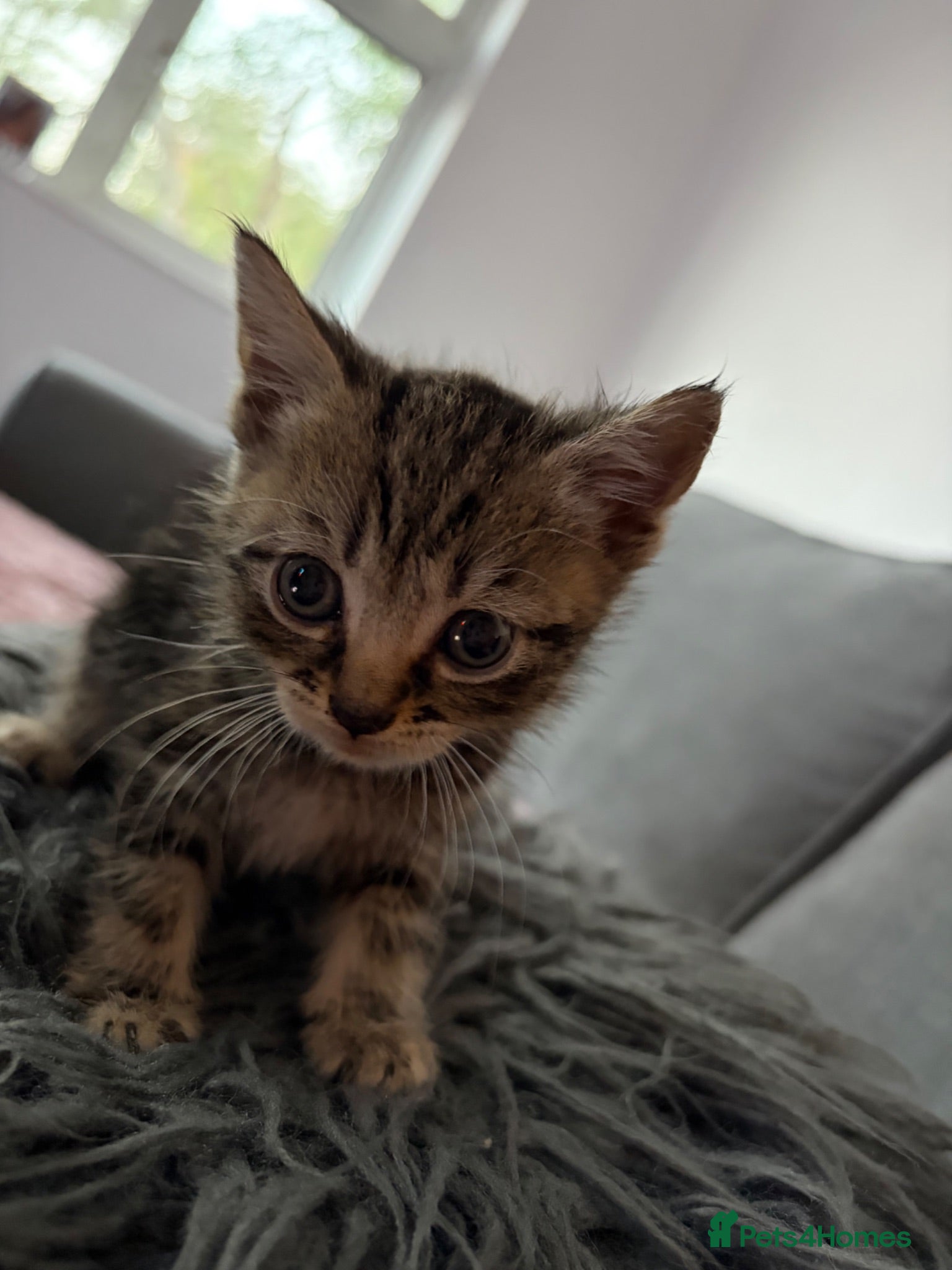 Mixed Breed cats 3 male kittens 1 tabby & 2 black - Advert 5