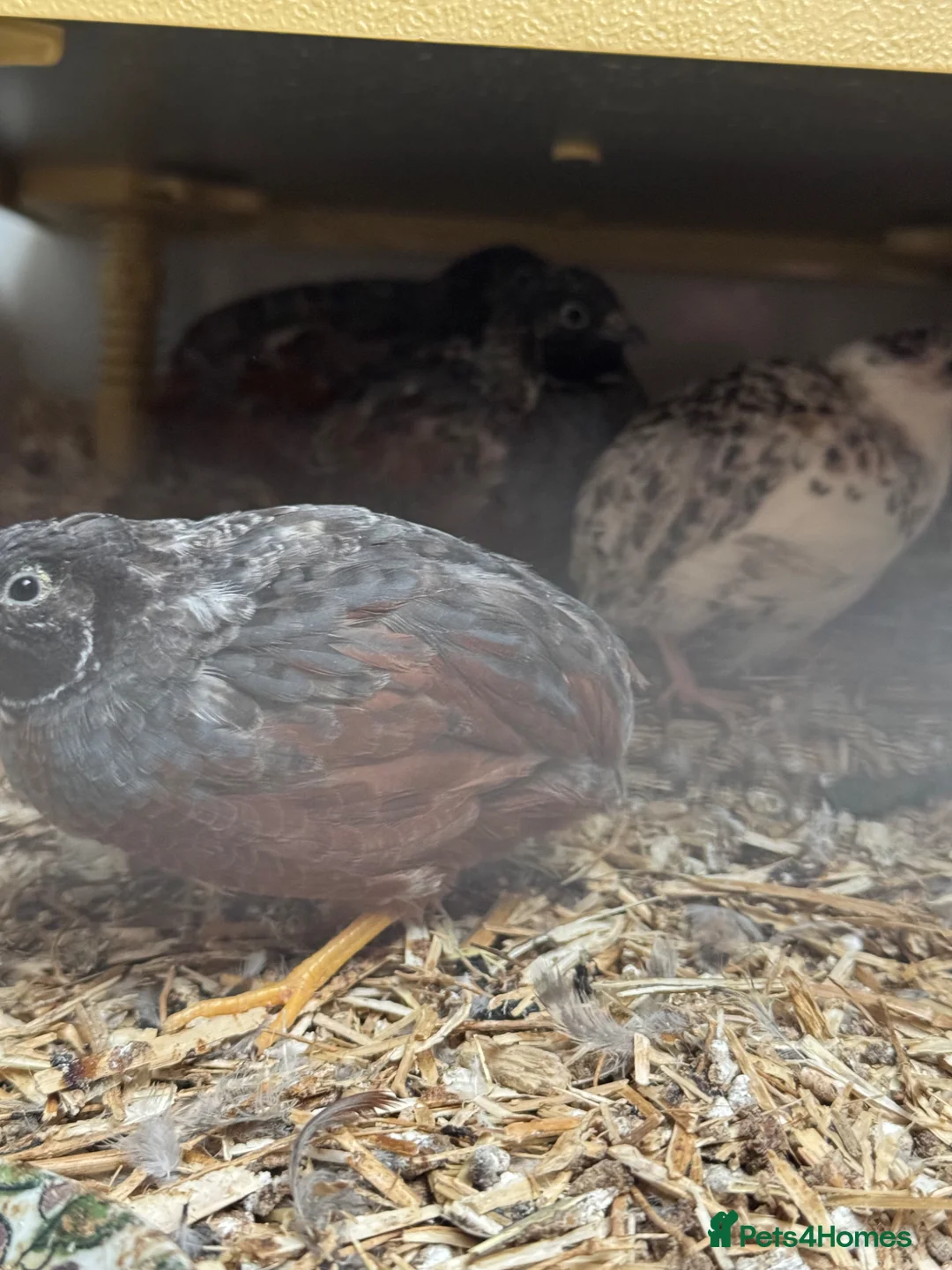 Quail poultry for sale: Japanese painted button quail for sale  in Bridgwater - Advert 6