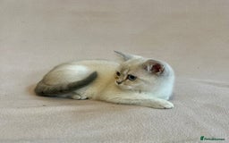 British Shorthair cats for sale: PUREBRED BSH KITTENS SOLD - Image 9
