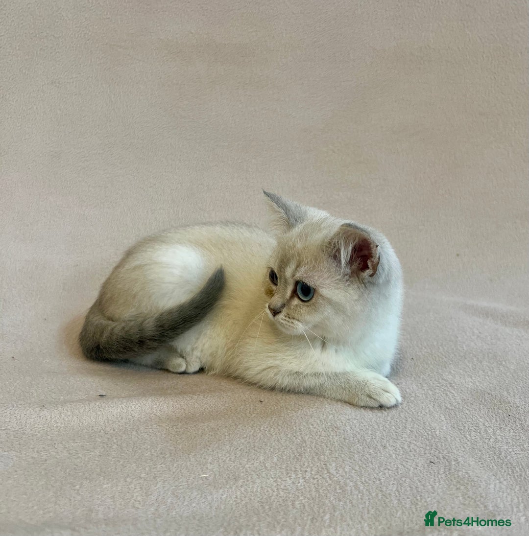 British Shorthair cats for sale: PUREBRED BSH KITTENS SOLD - Image 9
