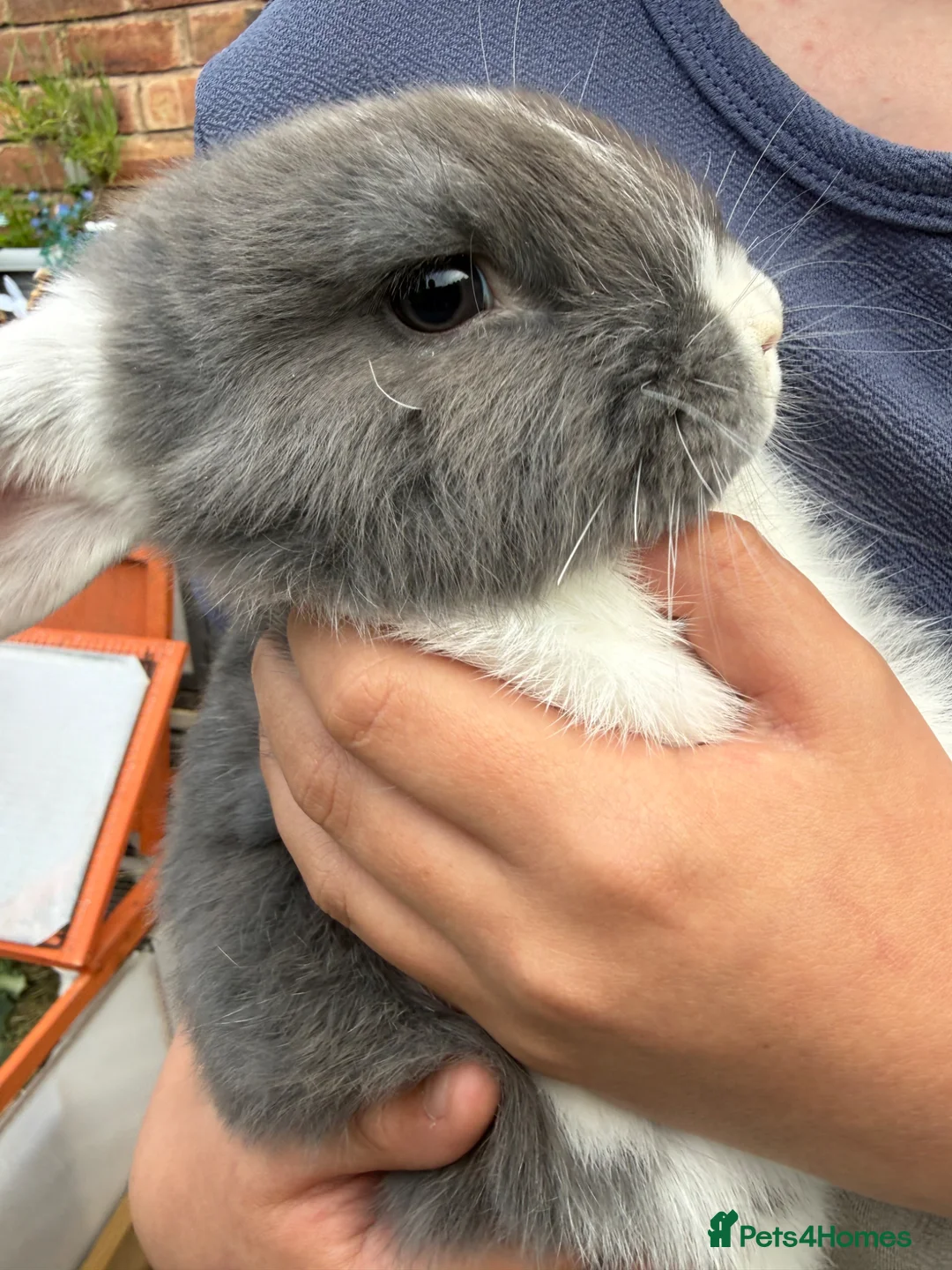 Mini Lop rabbits for sale: Mini Lop Baby Bunnies - Ready now  - Advert 2