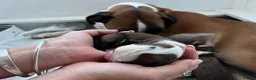 Boxer dogs for sale: Beautiful Boxer Puppies - Advert 18