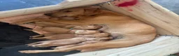 Labrador Retriever dogs for sale: KC Reg Yellow puppies in Tavistock - Advert 2