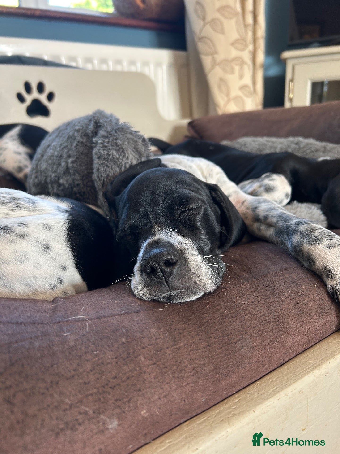 Pointer dogs Gorgeous KC reg Pointer Puppies - 1 girl left - Advert 1