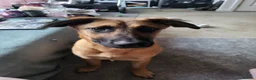 Mixed Breed dogs for sale: Belgian malinois x Dutch herder  in Torrington - Advert 8