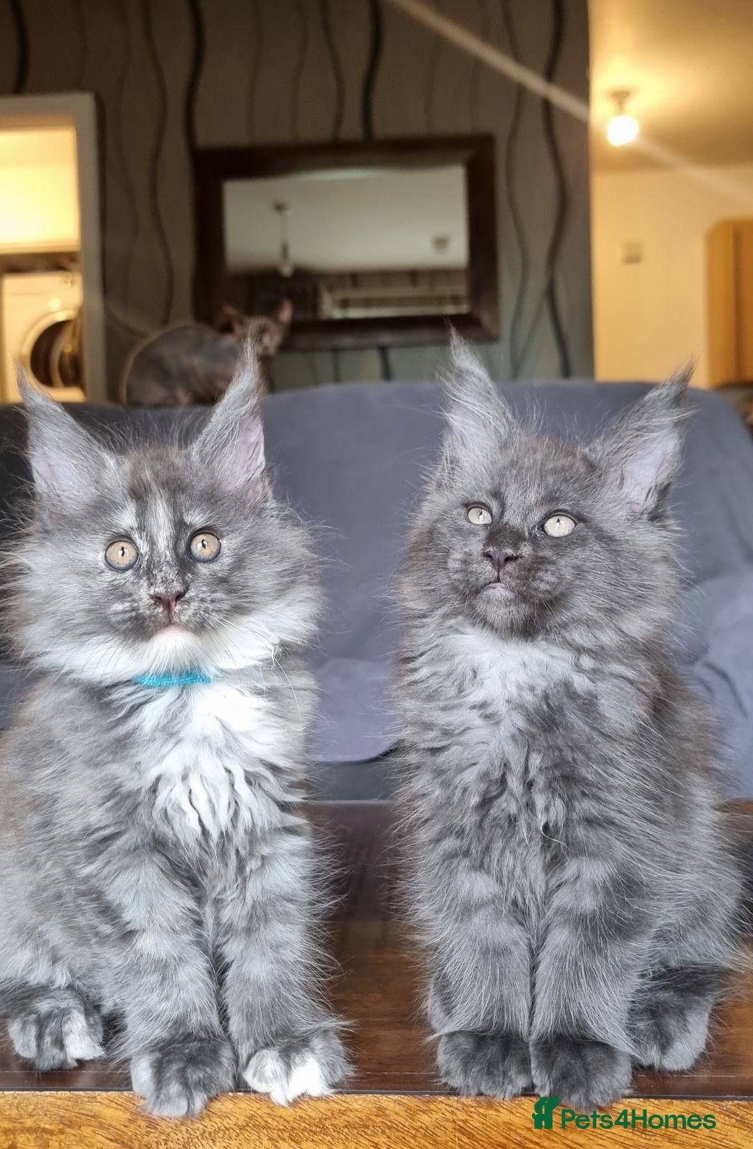 Maine Coon cats Amazing XXL ACTIVE TICA REGISTER READY NOW! - Advert 2