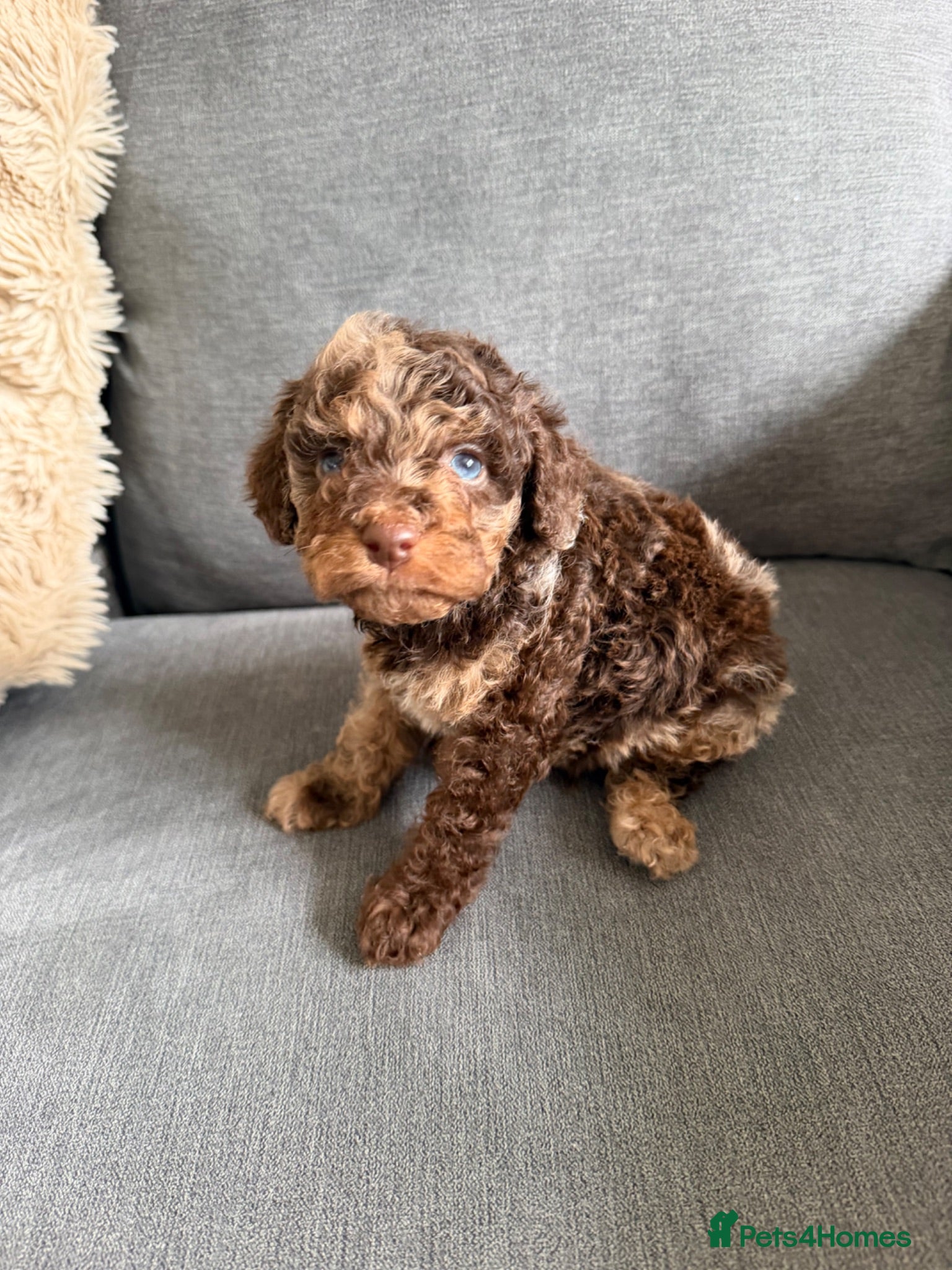 Cavapoo dogs F1b cavapoos ✨Ready in two weeks✨ - Advert 2
