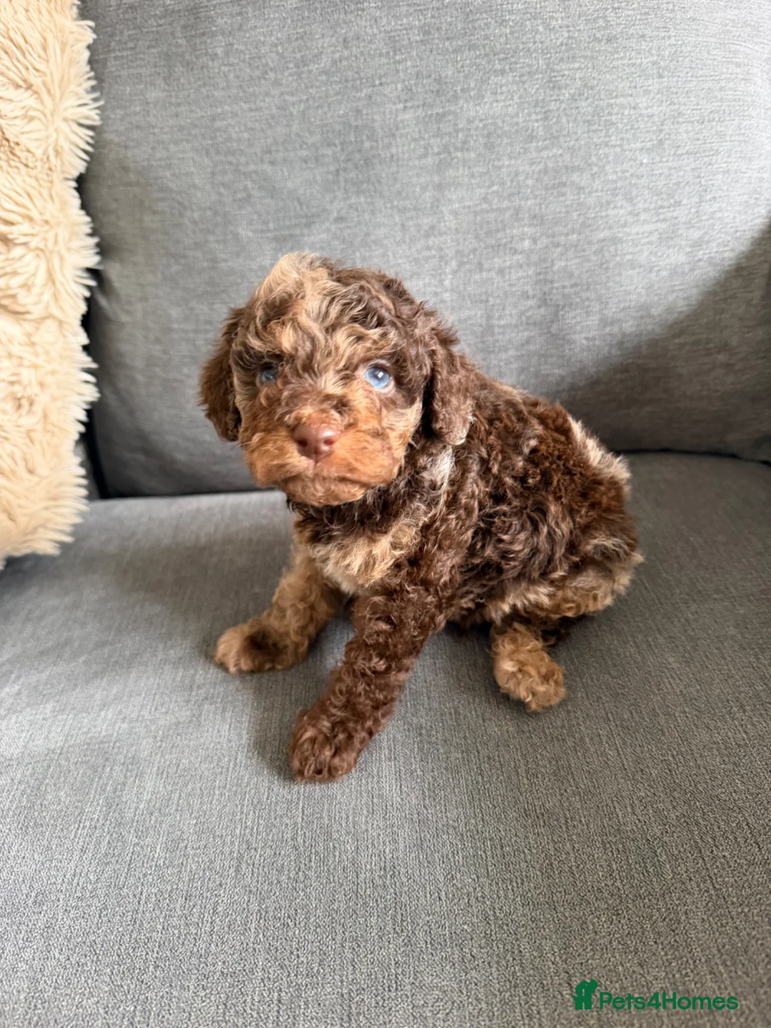Cavapoo dogs for sale: F1b cavapoos ✨Ready in two weeks✨ - Advert 2