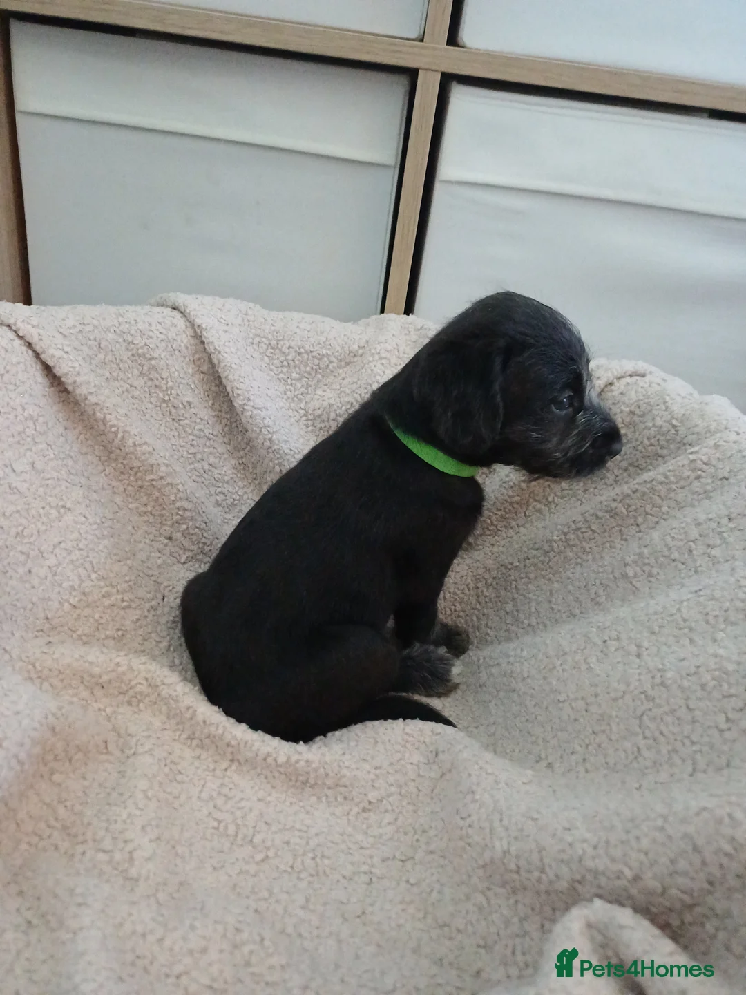 Mixed Breed dogs for sale: Bedlington x Whippet Puppies  - Advert 6