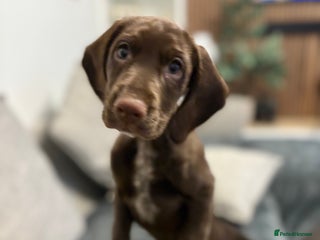 Mixed Breed dogs Sprocker spaniels - Advert 16