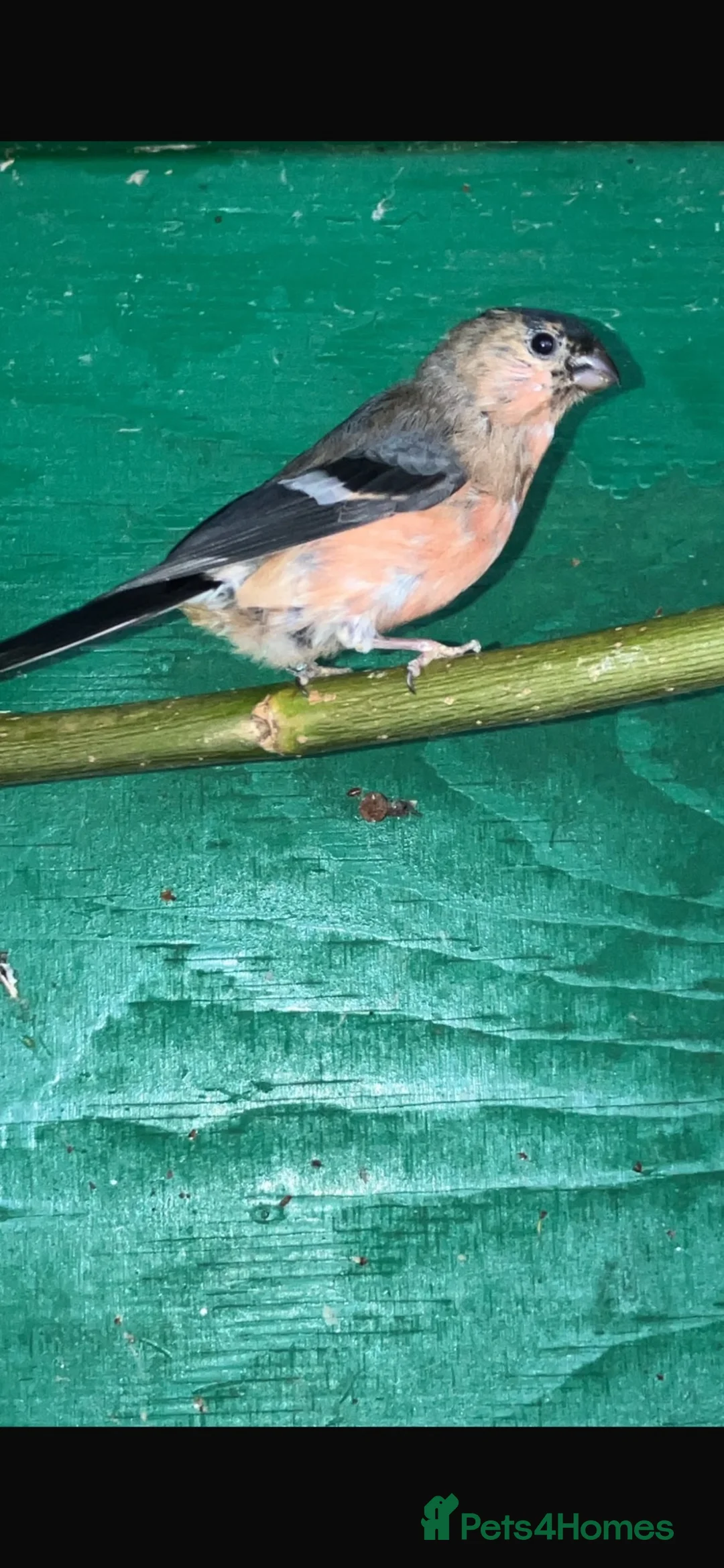 Finches birds for sale: Bull finch cocks for sale  - Advert 3