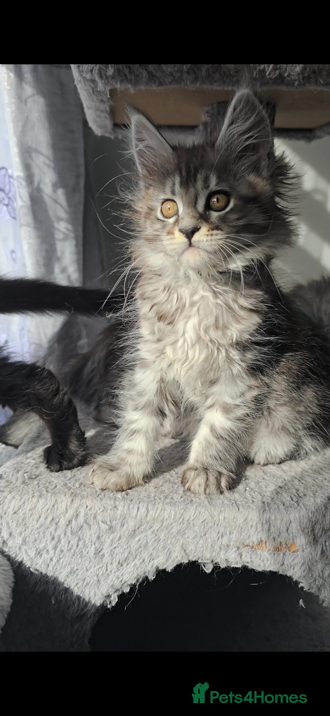 Maine Coon cats for sale: Exceptional Maine Coon Kittens for Loving Homes - Advert 2
