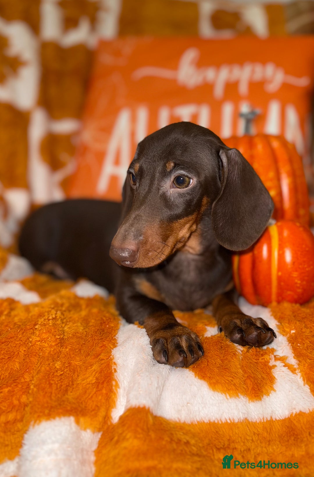 Miniature Dachshund dogs for sale: 🩷💙Stunning KC Mini Dachshund Puppies💙 - Image 8