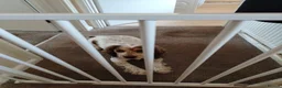 Cocker Spaniel dogs for sale: 20 month cocker spaniel  - Advert 3