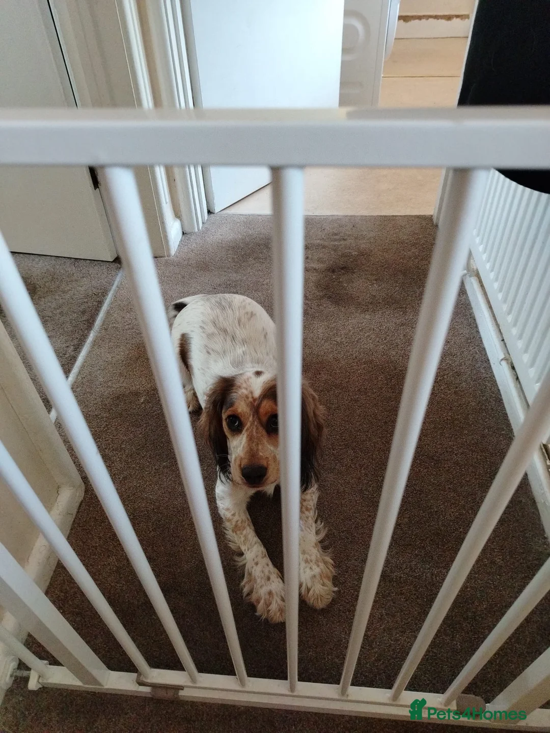 Cocker Spaniel dogs for sale: 20 month cocker spaniel  - Advert 3