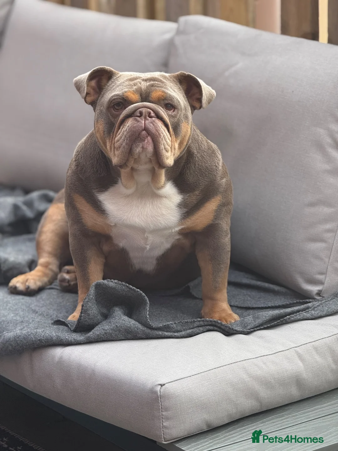 English Bulldog dogs for sale: Bella 3 years old - Advert 7
