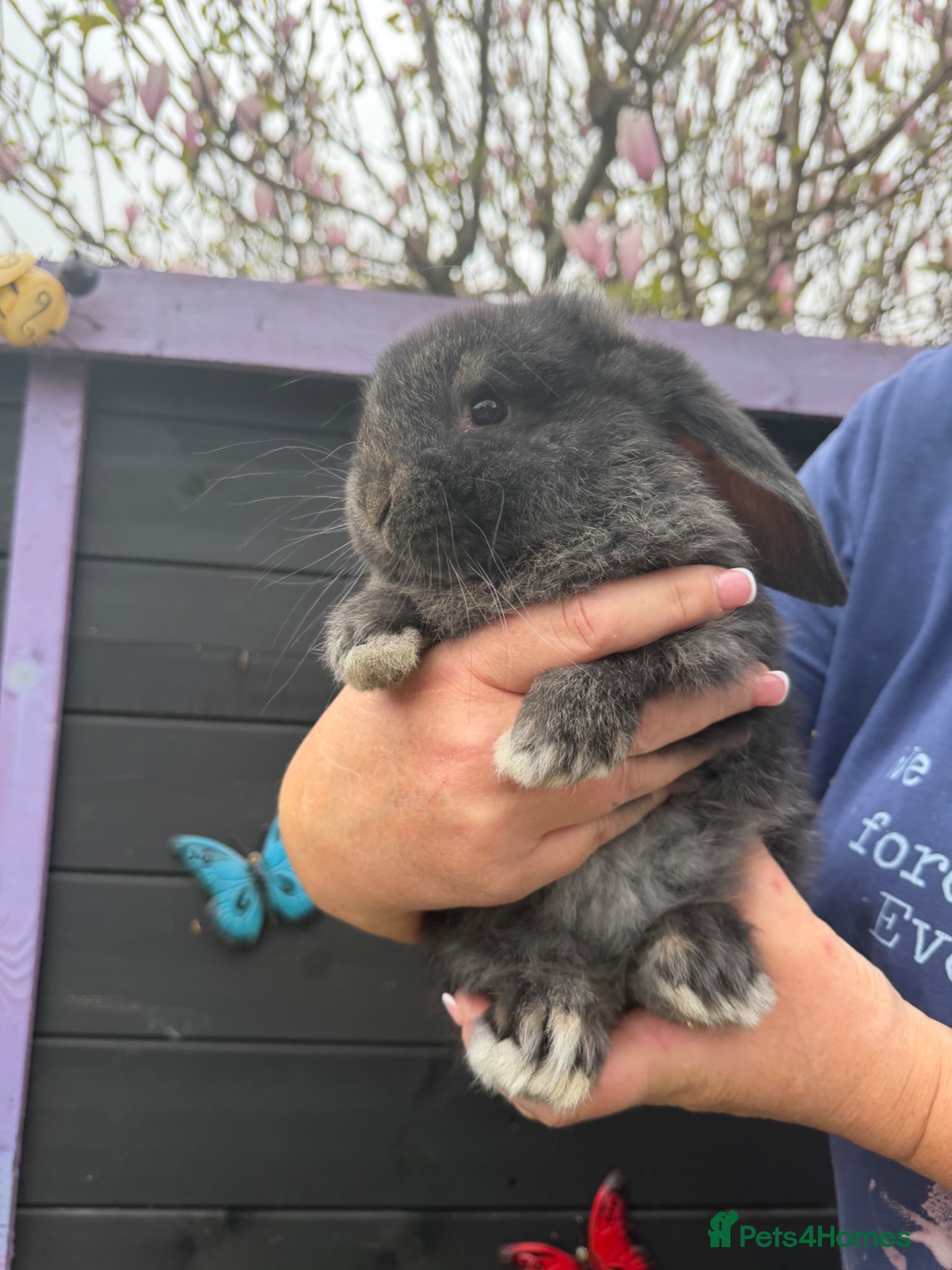French Lop rabbits French lops  - Advert 1