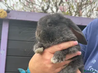 French Lop rabbits French lops - Advert 1