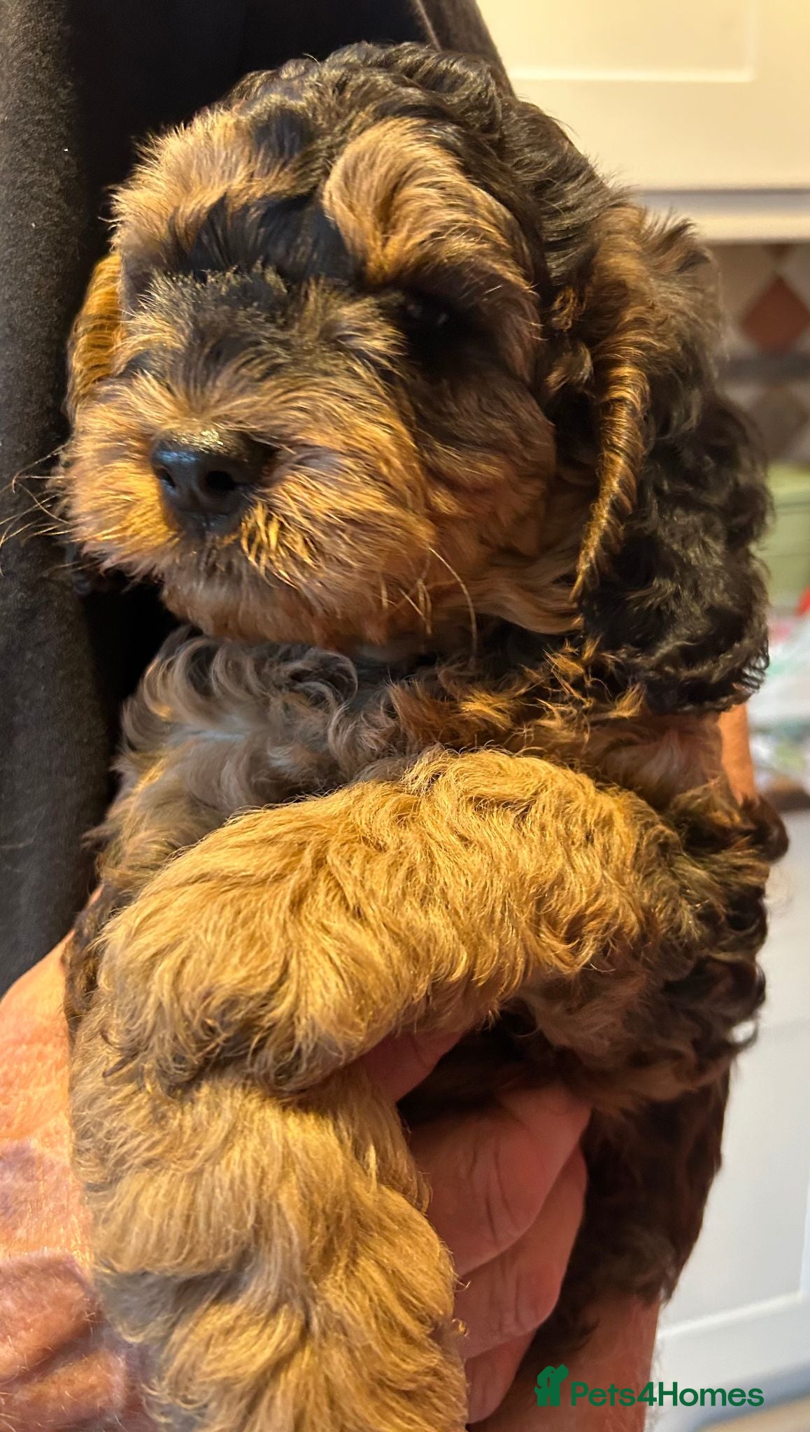 Cockapoo dogs Stunning  Litter of Cockapoo puppies - Advert 2