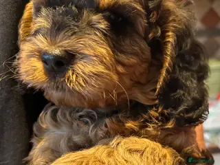Cockapoo dogs Stunning Litter of Cockapoo puppies - Advert 2