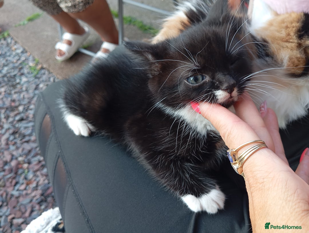 European cats for sale: Kitten  - Image 9