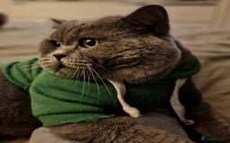 British Shorthair cats for sale: Beautiful British Shorthair Kittens - Image 22