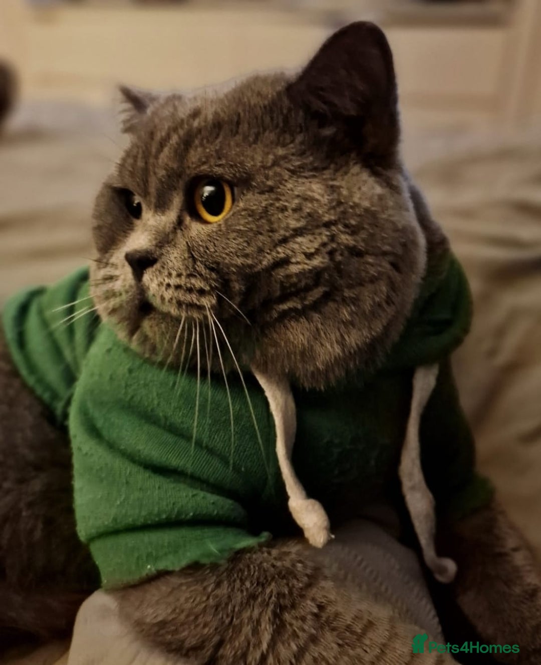 British Shorthair cats for sale: Beautiful British Shorthair Kittens - Image 22