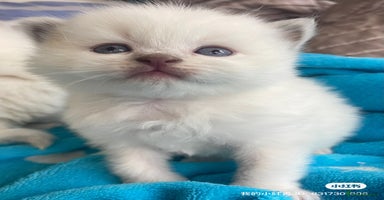 British Shorthair cats - Advert 2
