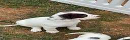 English Springer Spaniel dogs for sale: HEALTH TESTED QUALITY ENGLISH SPRINGER SPANIELS  - Advert 26
