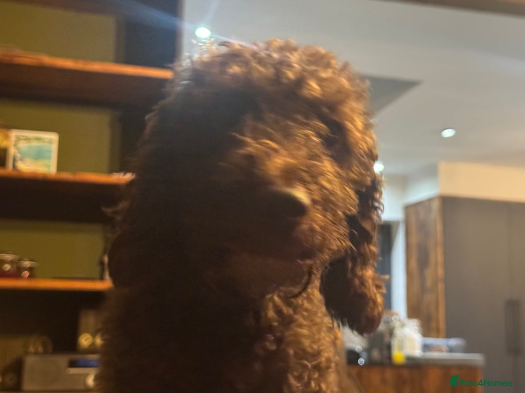 Cockapoo dogs for sale: Cockapoo pups ready 24th Dec healthtested parents  - Advert 7