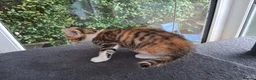 Mixed Breed cats for sale: RARE Tabico kittens 😻 Calico Tabbies  - Advert 18