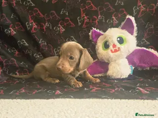 Dachshund dogs Extra mini gorgeous Dachshund puppies - Advert 11
