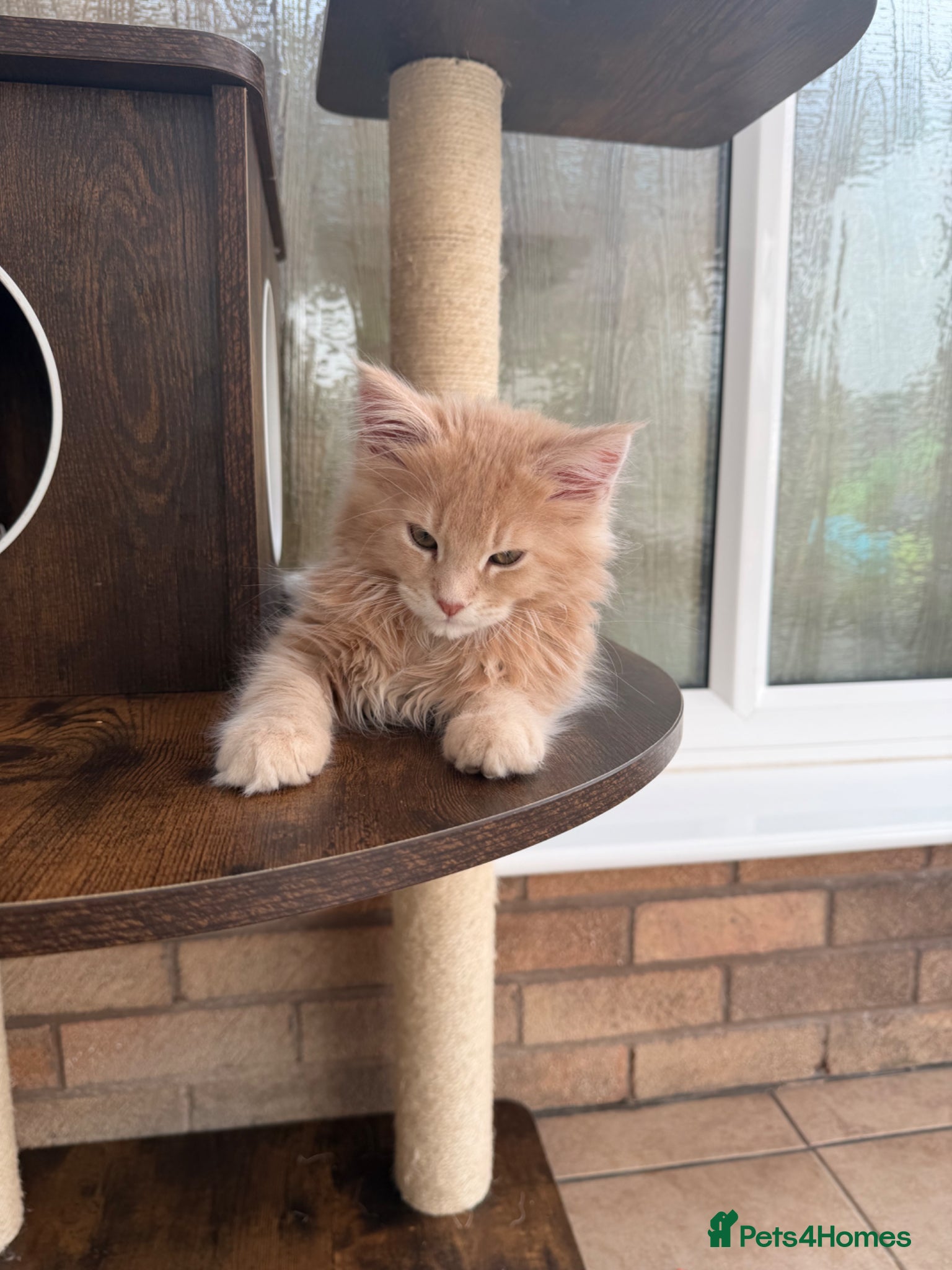 Maine Coon cats TICA registered boys from health tested parents  - Advert 18