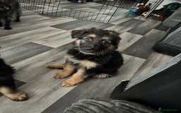 German Shepherd dogs for sale: Beautiful black/tan German shepherd pups for sale  - Image 20