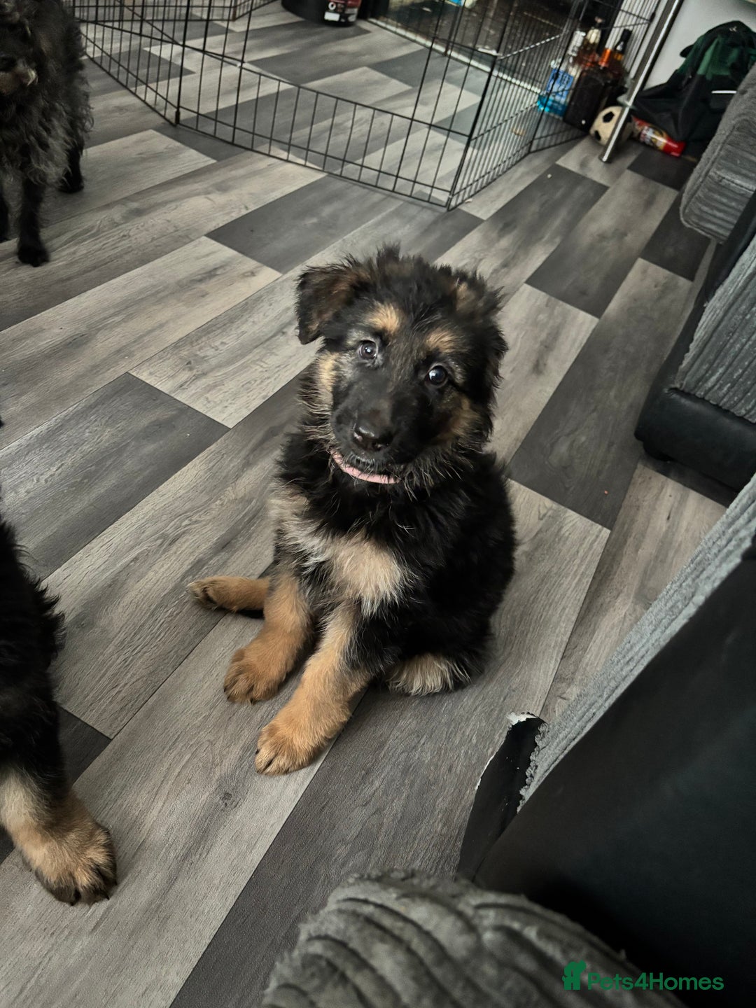 German Shepherd dogs for sale: Beautiful black/tan German shepherd pups for sale  - Image 20