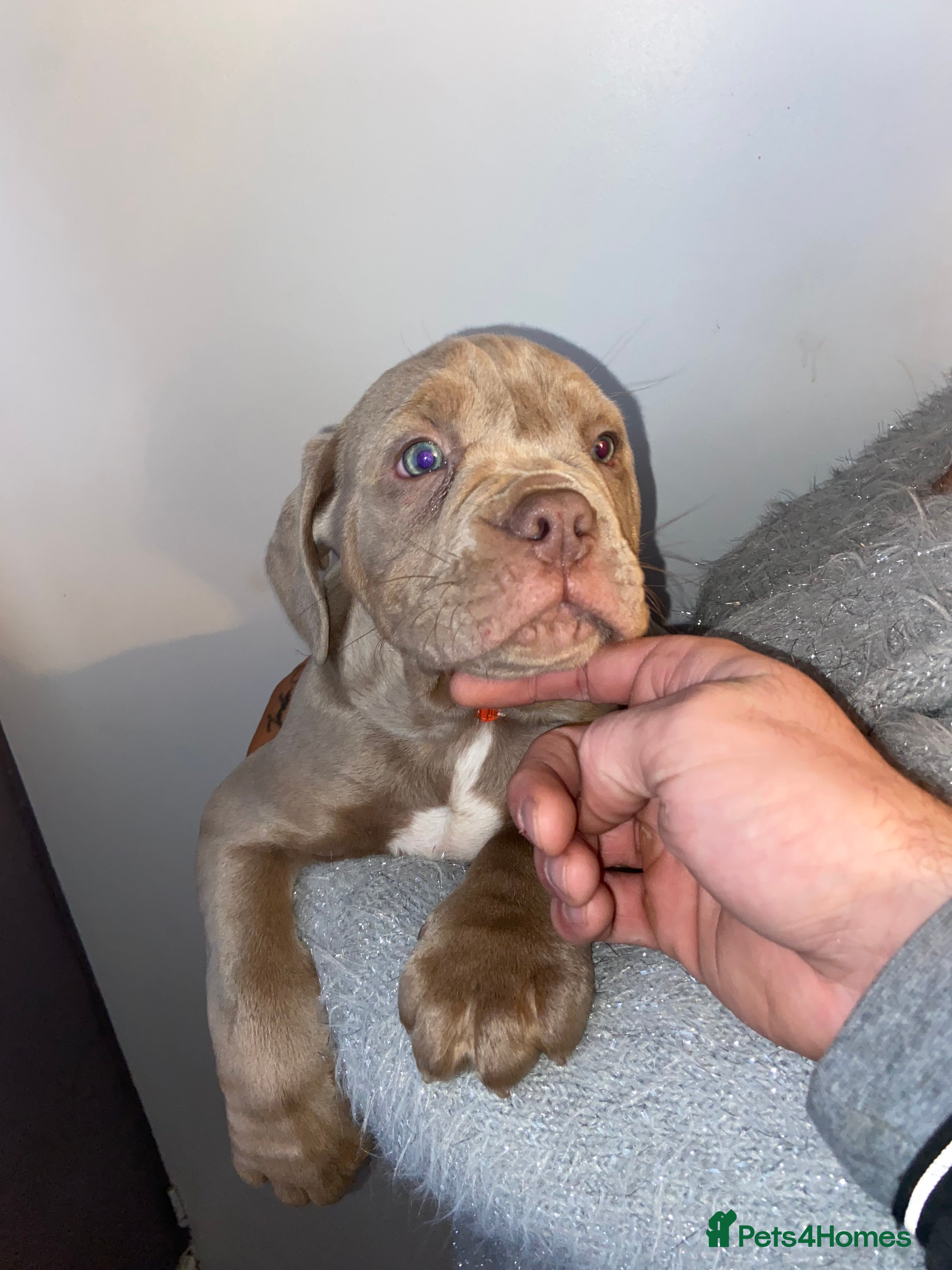 Olde English Bulldogge dogs Olde English bulldog puppies ready to leave  - Advert 4