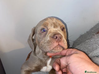 Olde English Bulldogge dogs Olde English bulldog puppies ready to leave - Advert 2