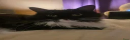 Mixed Breed cats for sale: 2 male black kittens - Advert 2