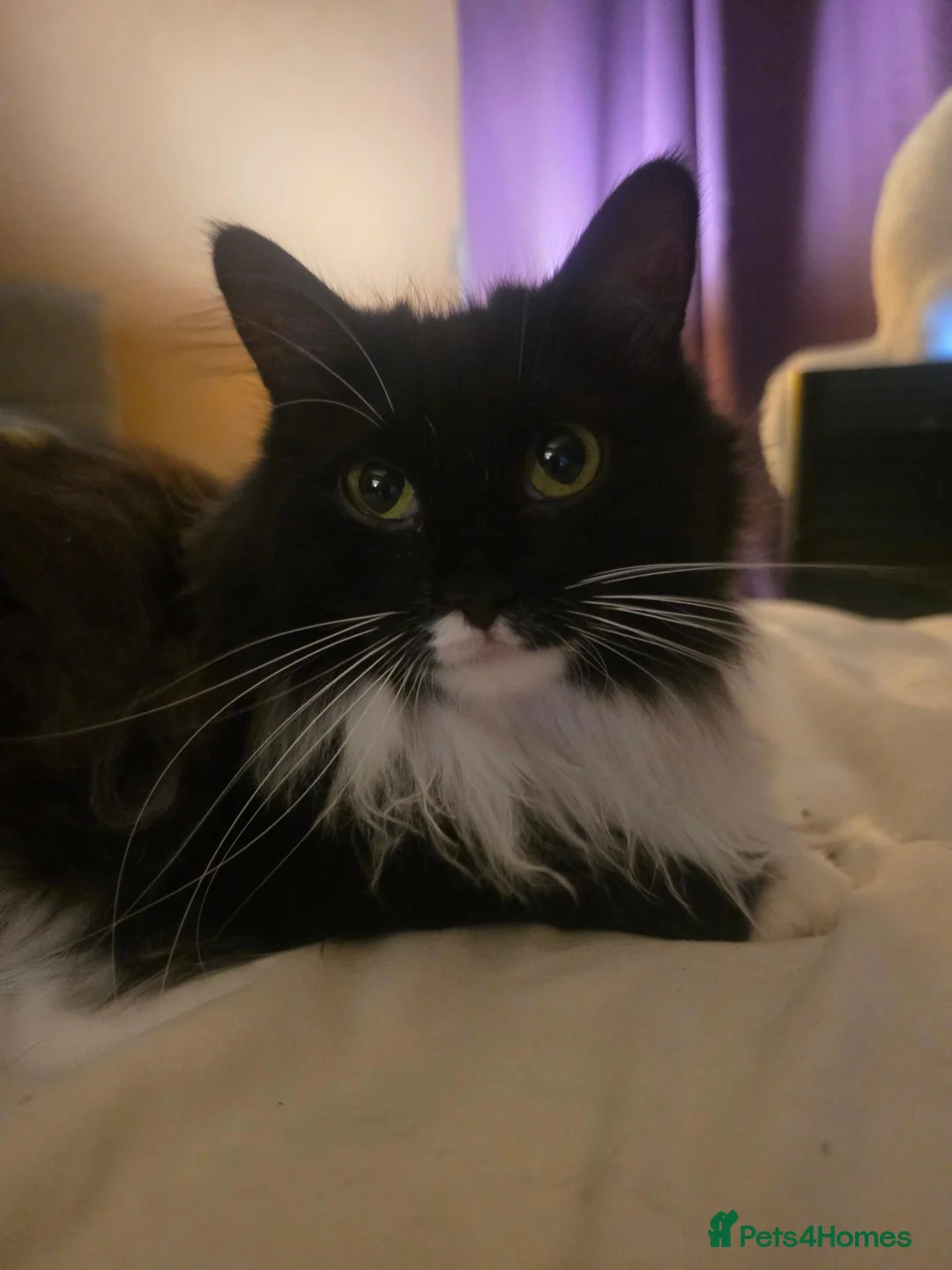 Mixed Breed cats for sale: 2 male black kittens - Advert 2
