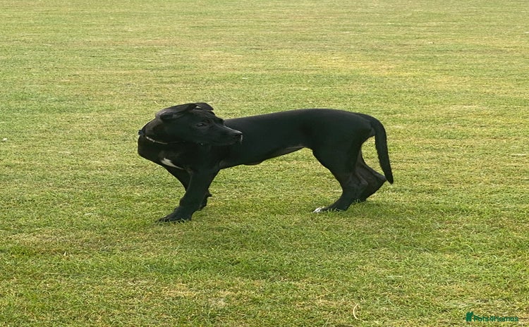 Cane Corso dogs - Advert 1