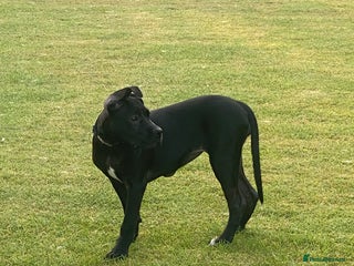 Cane Corso dogs for sale - Advert 1