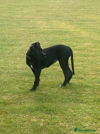 Cane Corso dogs - Advert 15