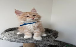 Maine Coon cats for sale: 🐾TICA registered Maine Coon Kittens🐾 - Image 5
