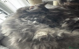 Maine Coon cats for sale: GCCF & TICA Reg Affectionate Maine Coon kittens - Image 15