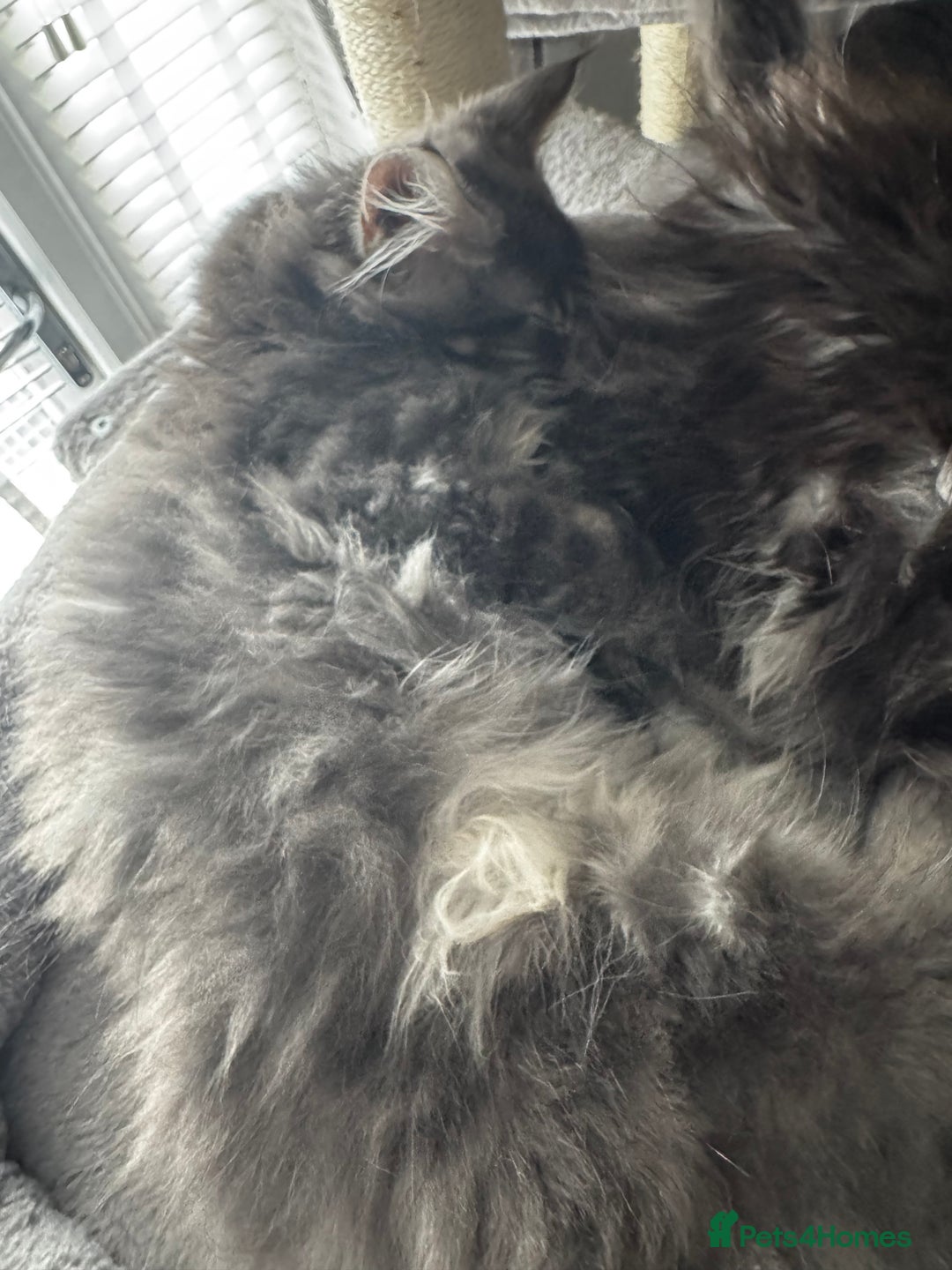 Maine Coon cats for sale: GCCF & TICA Reg Affectionate Maine Coon kittens - Image 15