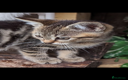 Mixed Breed cats for sale: Premium kittens for sale - Image 5